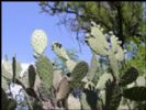  Cactus P.E.;Cactus Extract10:1 12:1 20:1 